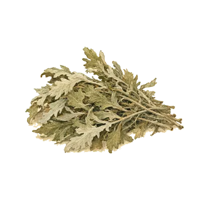 Ai Ye (Mugwort) illustration