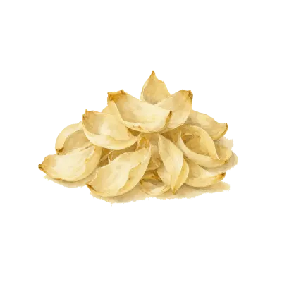 Bai He (Lily Bulb) illustration
