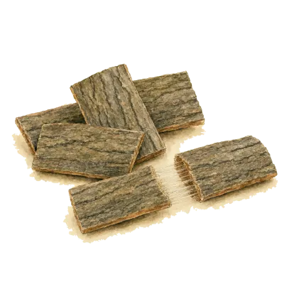 Du Zhong (Eucommia) illustration