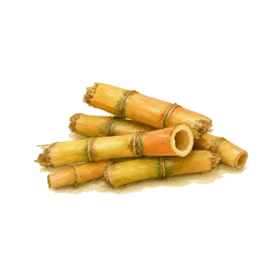 Lu Gen (Reed Rhizome) illustration