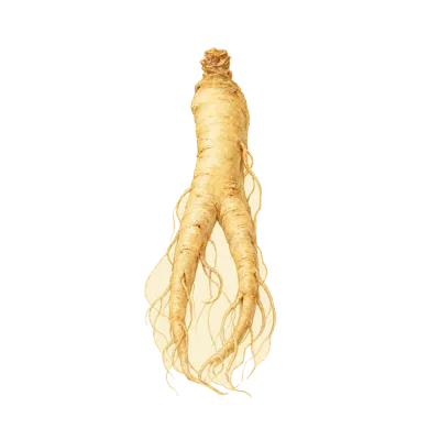 Ren Shen (Ginseng) illustration