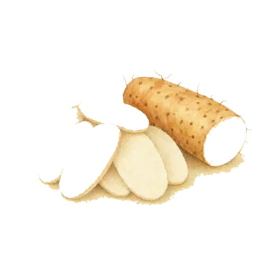 Shan Yao (Chinese Yam) illustration