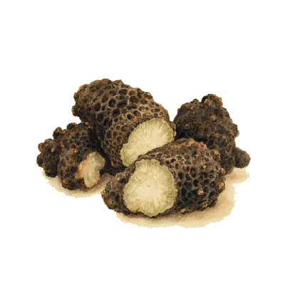 Sheng Ma (Black Cohosh Rhizome) illustration
