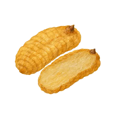 Tian Ma (Gastrodia) illustration