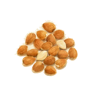 Xing Ren (Apricot Kernel) illustration